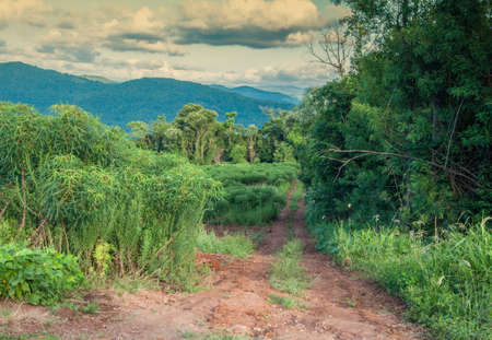 cassava plantation with a forest next to and mountains in the background