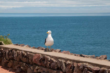 Lone seagull with sea in the background in uruguayの写真素材