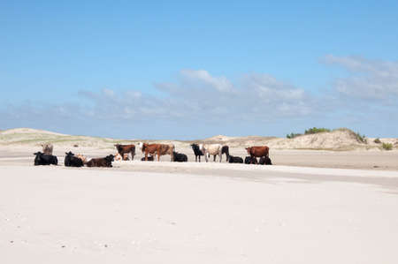 wild cows in the dunes in the casino beach, brazilの写真素材