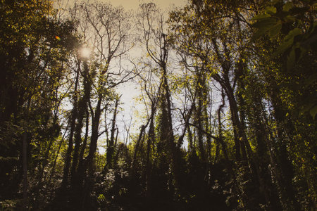 View of the trees in the park