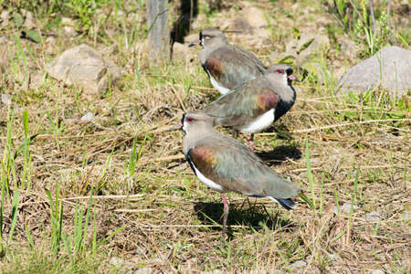 I want want in the field in Brazil