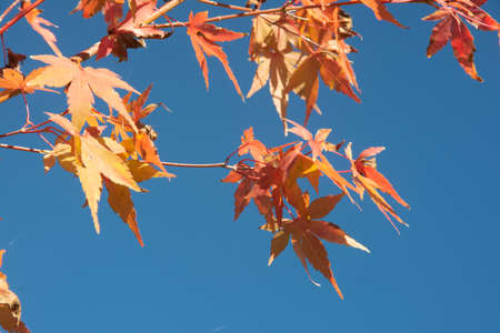 autumn leaves against blue sky