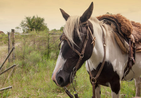 beautiful horse in the field in uruguayの写真素材