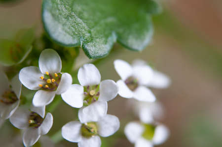 white flowers of a tree in the garden