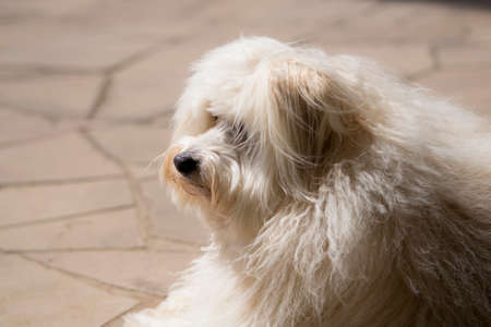 beautiful furry white dog in summerの写真素材