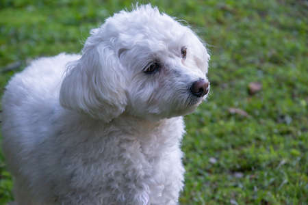Gorgeous furry white poodle in the parkの写真素材