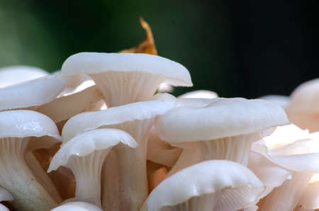 Group of white mushrooms on a trunk