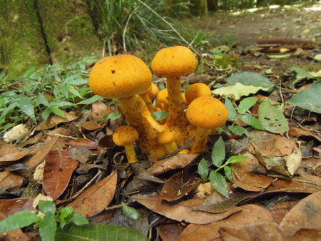 orange mushroom in forest