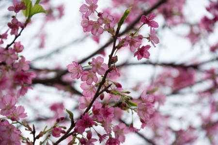 pink cherry blossom in winter