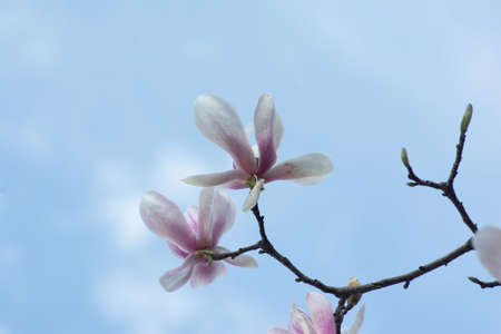 spring flowers on a background of blue sky