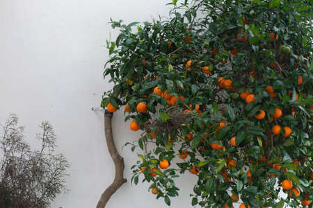 Lemon-filled tree with white backgroundの写真素材