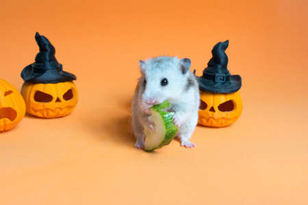 halloween composition with cute hamster on orange backgroundの写真素材