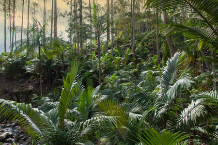 Palmeira Real plantation in Brazil