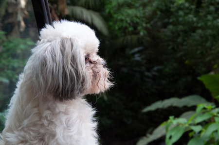 Portrait of a cute furry puppyの写真素材