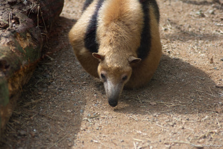 adult anteatam walking on the forest floorの写真素材