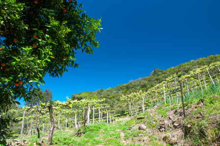 vision of a vineyard in spring in brazilの写真素材