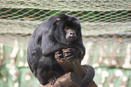 Photograph of a howler monkey with blurred backgroundの写真素材