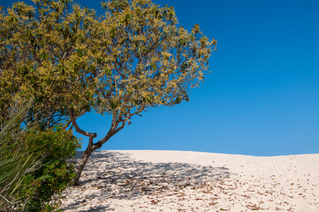 Tree in dunes with blue sky in the backgroundの写真素材