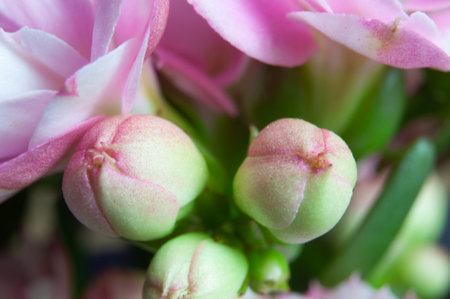 Photograph of a beautiful flower in studioの写真素材