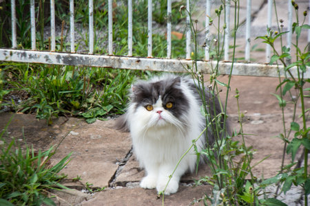 beautiful cat in a gardenの写真素材