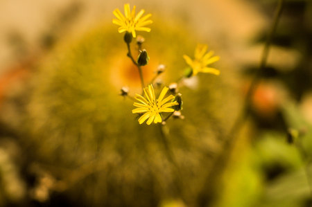Yellow wildflowers in the field