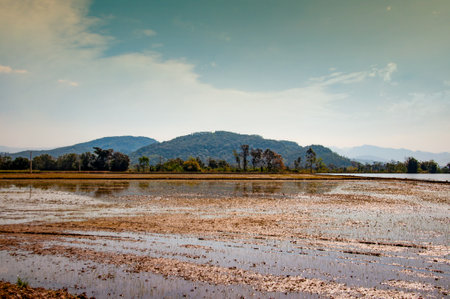Rice plantation with clouds and mountains in the backgroundの写真素材