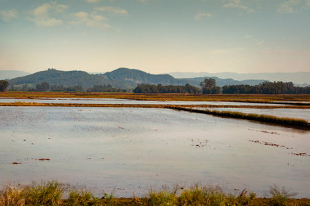 Rice plantation with clouds and mountains in the backgroundの写真素材