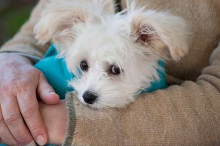 white dog baby on lapの写真素材