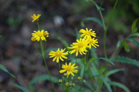 beautiful flowers in the garden