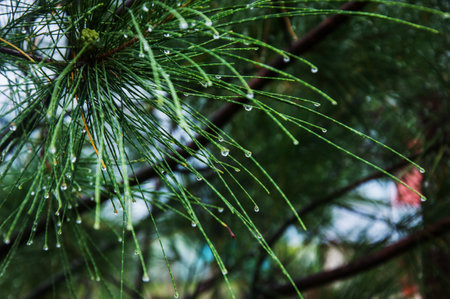 Pine tree branch with raindrops. Raindrops on pine branches.の写真素材