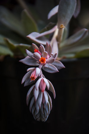 Beautiful flower in a garden on a sunny dayの写真素材