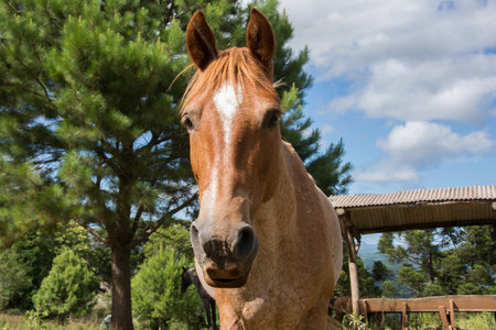 Portrait of a brown horse in the paddock on a sunny dayの写真素材