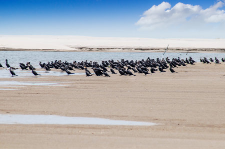 group of biguÃ¡ in fish pondの写真素材