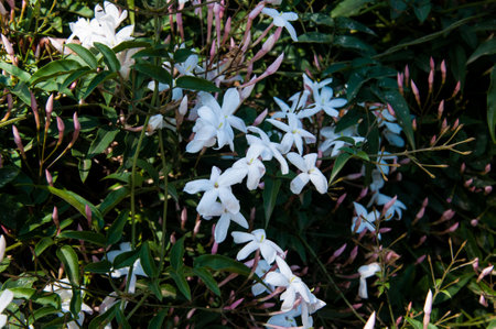 Jasmine flower or Jasminum indicum in garden.