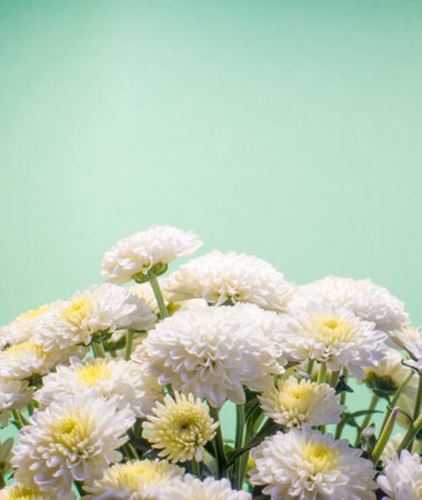 White chrysanthemum on green background with copy space.の写真素材