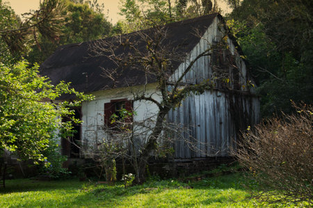 Abandoned house in the middle of the forest with trees and grassのeditorial素材