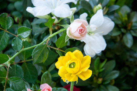 Beautiful flowers in the garden,