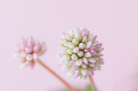 Pink clover flower on pastel pink backgroundの写真素材