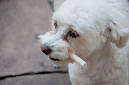 White dog with a stick in his mouthの写真素材