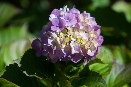 Hydrangea macrophylla, close-up of a flower