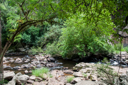River in the forest. Beautiful landscape with river and green forest.の写真素材