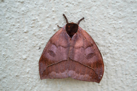 Brown moth on a white wall in the garden. Macro photography.の写真素材