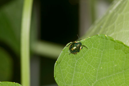 a kind of insects named stinkbug on the leaf in the wild
