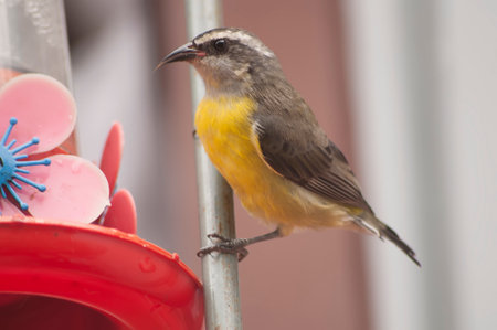 A small yellow-bellied sunbird perched on a feeder.