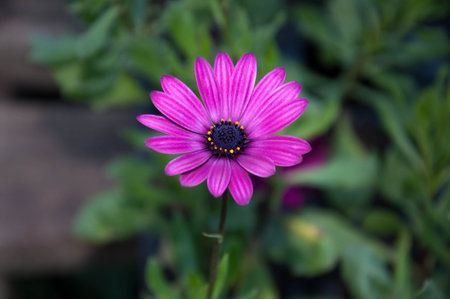 Portrait of a delicate flower with blurred background