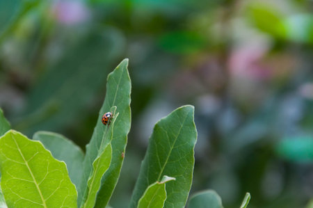 Ladybug on a green leaf in the garden. Macro shot.の写真素材