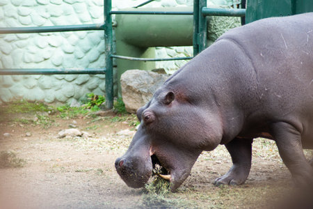 Hippopotamus in the zoo, closeup of photo.の写真素材