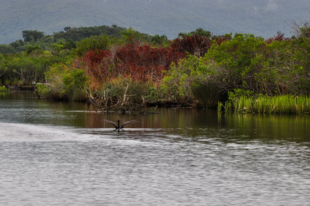 Cormorant flying over the river