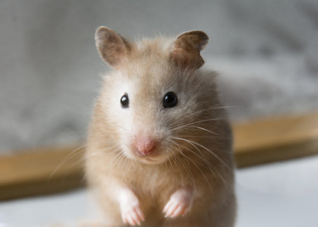 <p>Hamster on gray background. Close-up, selective focus.</p>の写真素材