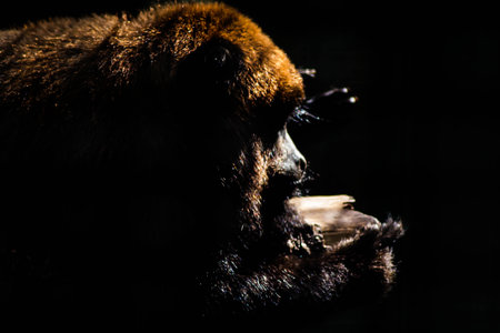 <p>portrait of a howler monkey beating a piece of wood in a dark environmen</p>